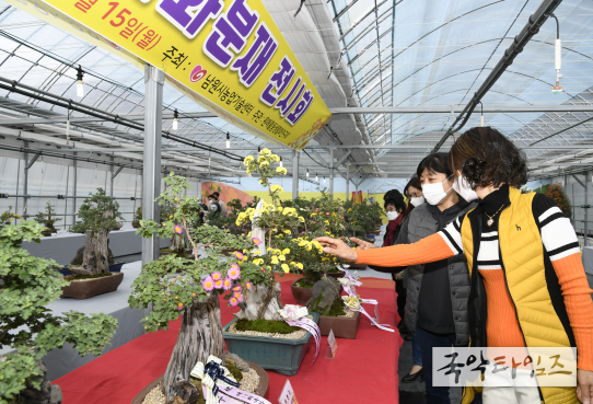 가을담은 국화분재 전시회 개최